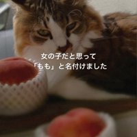 イカ耳の猫