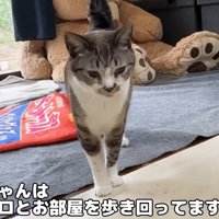 歩く成猫