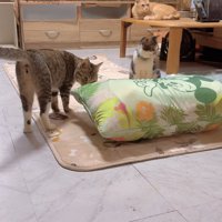 敷かれている布団と猫