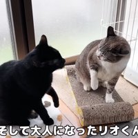 先住猫と黒猫