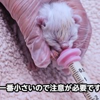 ミルクを飲む子猫