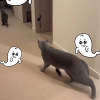 廊下を走る2匹の猫