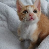 飼い主を見上げる子猫