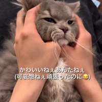 慰められる猫