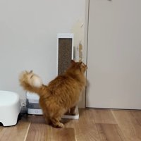 ドアの前で待つ猫