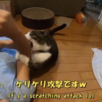 ケリケリ攻撃です