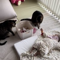 赤ちゃんが持つオモチャを触ろうとする猫