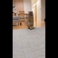 こちらに歩いてきて