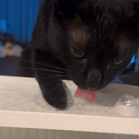 右手を水につける猫