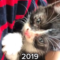 抱っこされる子猫