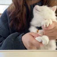 保護主を見つめる白猫