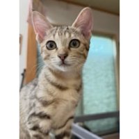 室内にいる猫