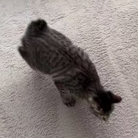 掃除機を間近で見つめる猫