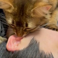 家族の耳たぶに吸い付く猫