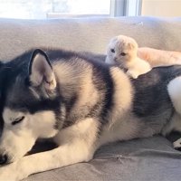 犬の上に乗る猫