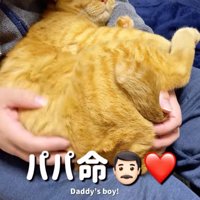 男性の膝の上で丸まる猫
