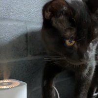 加湿器が気になる猫