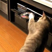 DVDレコーダーにパンチする猫