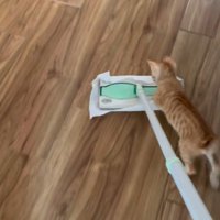 掃除道具を追いかける子猫