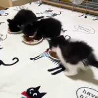 みんなでごはん