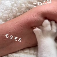 腕をコネコネする猫の前足3