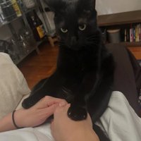 飼い主の両手の甲を押さえつける黒猫（やや正面）