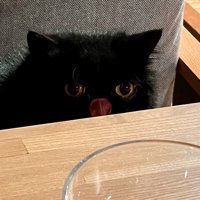 舌を出して飼い主の朝ご飯を見つめる猫