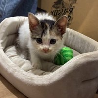 ペットベッドに入る子猫