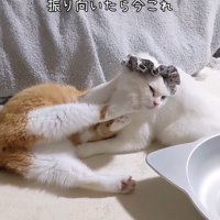けんかしている2匹の猫
