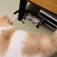お腹を見せて転がる子猫と子猫を見つめるノルウェージャンフォレストキャット