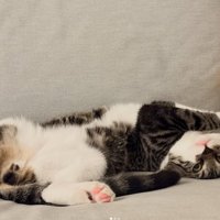 ひっくり返る猫