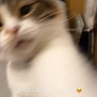 2回目のパンチをする猫
