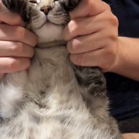 前足を顔の横につけられる猫