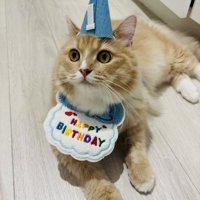 誕生日のお祝いをしてもらうサイベリアン