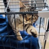 ケージの中で鳴く子猫