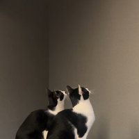 壁を見ている2匹の猫