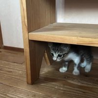 隠れている子猫