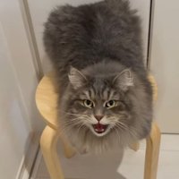歌う猫