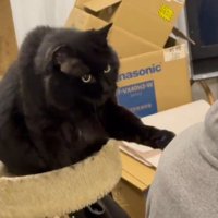 左手を伸ばす猫