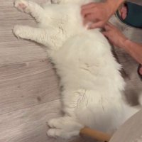 床に寝転がっている猫を撫でる男性
