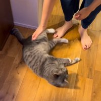 床の上に倒れる猫