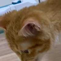 メガネを見つめる子猫