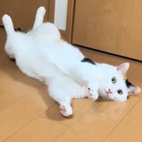 寝転がる猫