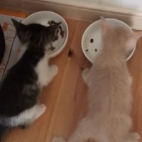 ご飯に夢中な2匹の猫