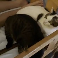 ベッドに座っている猫達