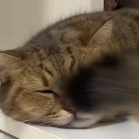 自分のしっぽが顔に当たった瞬間