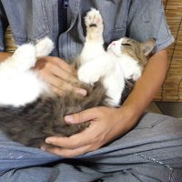 お腹をなでられていた猫が目をつむった瞬間