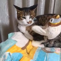 イカ耳で冷たい目線の猫