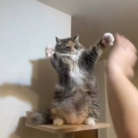 仁王立ちしている猫