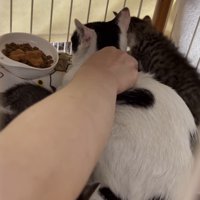 食事の皿の隣にいる猫